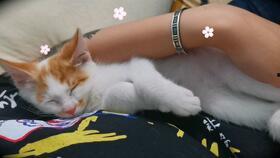 猫抢蜜瓜吃,趣味横生一幕上演