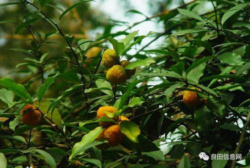良田城田吃瓜,一场别开生面的夏日盛宴