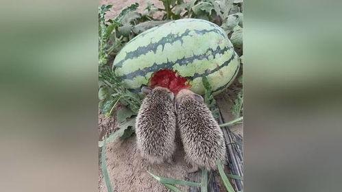 吃瓜刺猬,揭秘瓜界奇趣与刺猬生活的奇妙交融