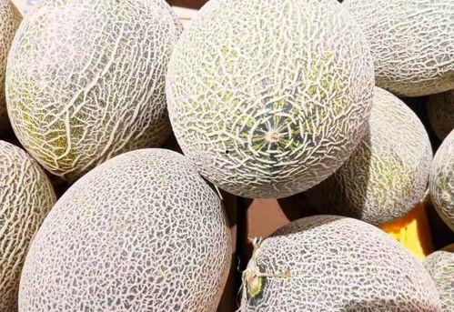 早上吃西州蜜瓜,开启甜蜜一天