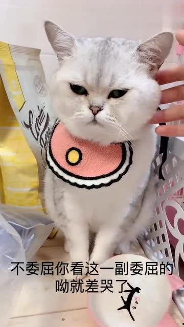 娱乐吃瓜君猫生气歌,萌宠音乐新潮流