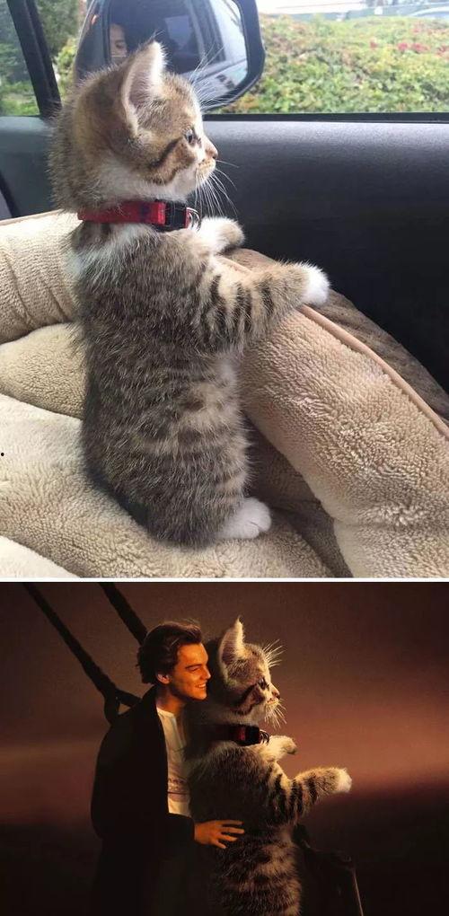 娱乐吃瓜酱小奶猫,揭秘娱乐圈那些不为人知的幕后故事